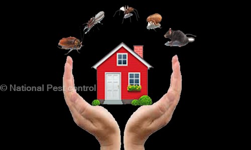 National Painting & Renovation Contractor - Pest Control in Mahalaxmi Nagar, Indore