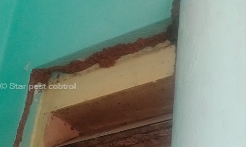 Star pest cobtrol - Pest Control in Musheerabad, Hyderabad