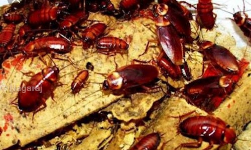 Nagaraj - Pest Control in Narayanaguda, Hyderabad