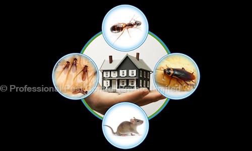 Professional Pest Control Private Limited - Pest Control in Badarpur, delhi