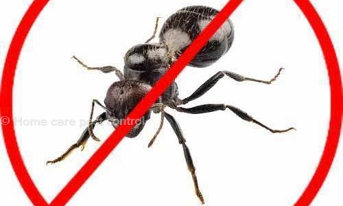 Home care pest control - Pest Control in Wilson Garden, Bangalore