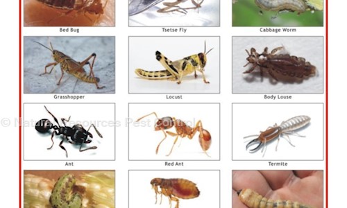 Natural Resources Pest Control - Pest Control in Vasant Kunj, Delhi