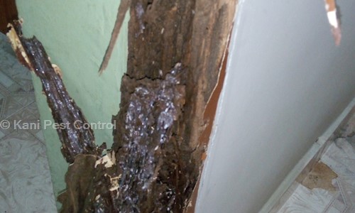 Kani Pest Control - Pest Control in Porur, Chennai