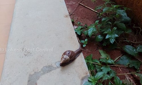 Lokesh Pest Control - Pest Control in Amruth Nagar, Bangalore