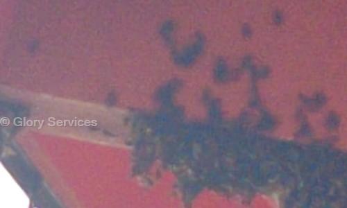 Pest Control - Pest Control in Begur, Bangalore