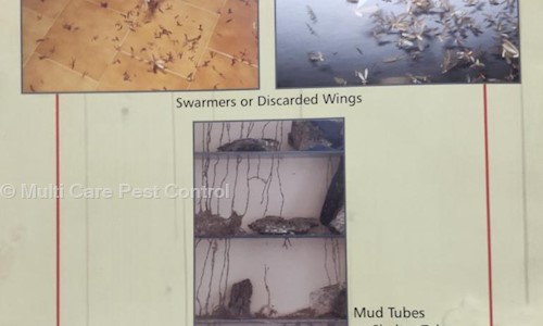 Multi Care Pest Control - Pest Control in Shahgunj, Aurangabad