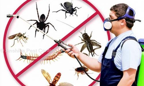 Anshika Pest Control - Pest Control in Malad West, Mumbai