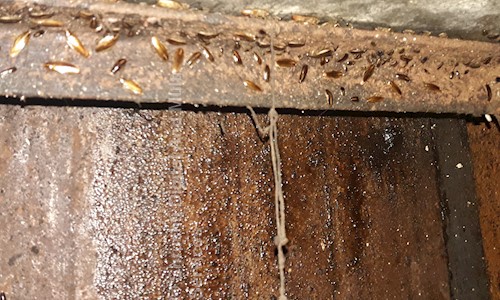 Shrushti Enterprise and Pest control services - Pest Control in Aurangabad City, Aurangabad