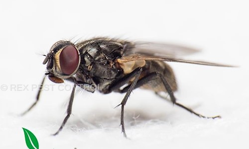 Rex Environment Science Pvt. Ltd. - Pest Control in Prahlad Nagar, Ahmedabad