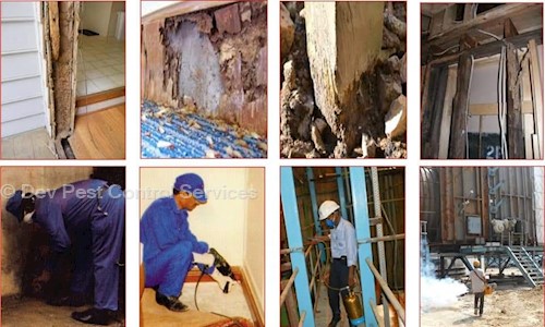 Dev Pest Control Services - Pest Control in Manewada, Nagpur