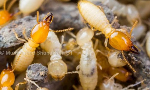 PCT Pest control in trivandrum - Pest Control in Nedumangad, Trivandrum