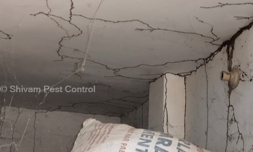 Shivam Pest Control - Pest Control in Mahmoorganj, Varanasi