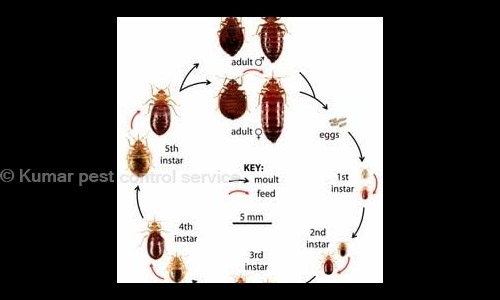 Kumar pest control service - Pest Control in Vimanapura, Bangalore