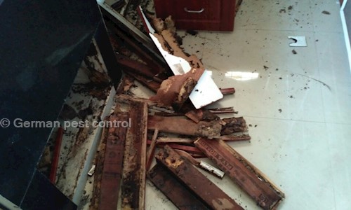 German pest control - Pest Control in Padugupadu, Nellore