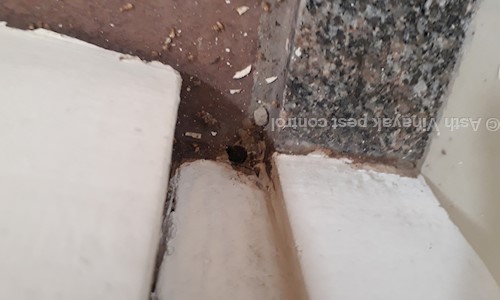 Asth Vinayak pest control - Pest Control in Shahibaug, Ahmedabad