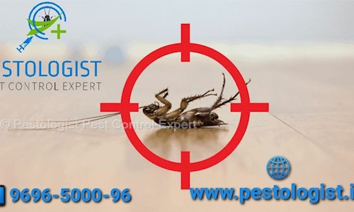 Pestologist Pest Control Expert - Pest Control in Shyam Nagar, Jaipur