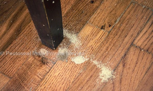 Pestoseal India Private Limited - Pest Control in Chinhat, Lucknow