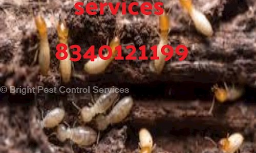Bright Pest Control Services - Pest Control in Golambar, Patna