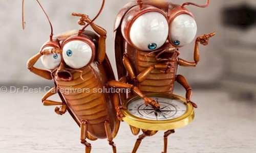 Dr Pest Caregivers solutions - Pest Control in APHB Colony, Guntur