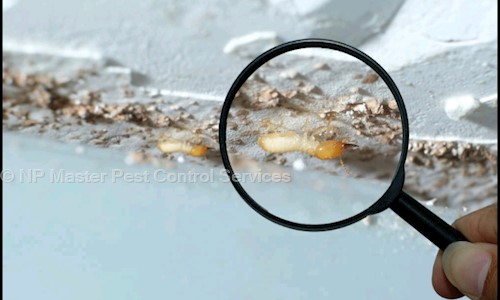 NP Master Pest Control Services - Pest Control in Dooravani Nagar, Bangalore