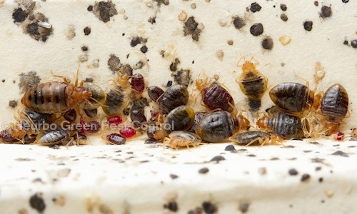 Heurbo Green Pest Control - Pest Control in Marine Lines, Mumbai