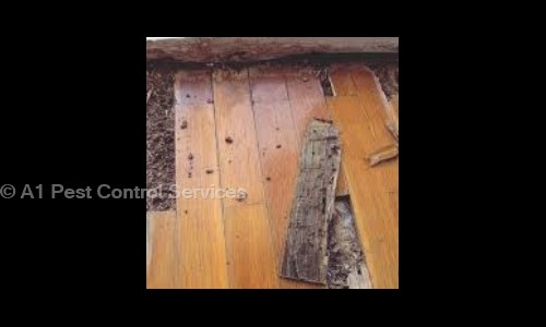 A1 Pest Control Services - Pest Control in Mehdipatnam, Hyderabad