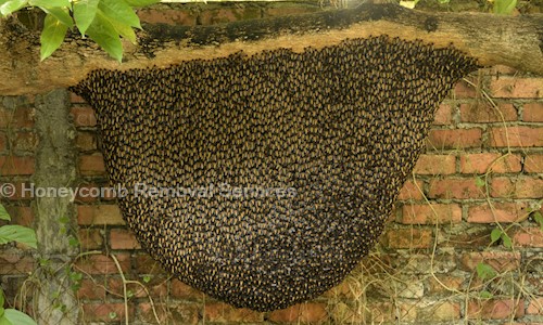 Honeycomb Removal Services - Pest Control in Bapuji Nagar, Bangalore
