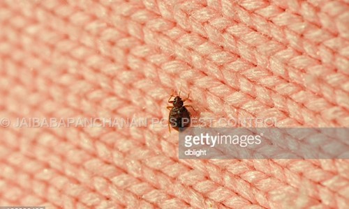 JAIBABAPANCHANAN PCS PEST CONTROL - Pest Control in Thakurpukur, Kolkata