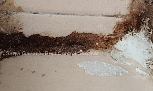 Satya Ganesh  Pest Control Services - Pest Control in Gaddiannaram, Hyderabad
