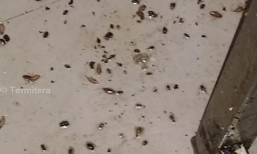 Termitera - Pest Control in BTM 1st Stage, Bangalore