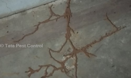 Tata Pest Control - Pest Control in Vejalpur, Ahmedabad