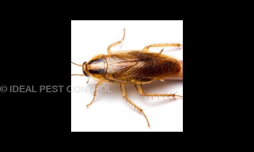 IDEAL PEST CONTROL - Pest Control in Patil Nagar, Pune