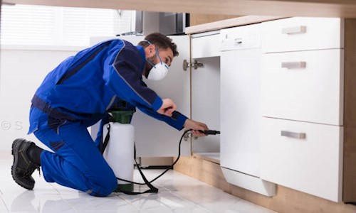 S.S Pest Control Services - Pest Control in Kamta, Lucknow