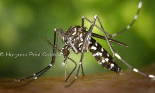Haryana Pest Control - Pest Control in Sushant Lok 1, Gurgaon
