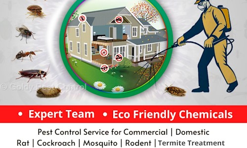 Goldy Pest Control - Pest Control in Sector 21, Panchkula