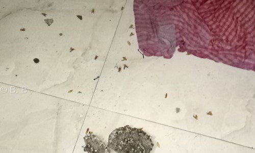 Pest control services  - Pest Control in Bansdroni, Kolkata