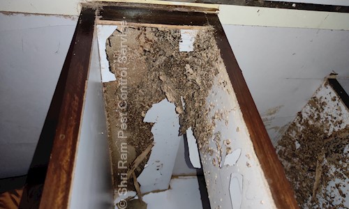 Shri Ram Pest Control Service - Pest Control in Sector 30, Faridabad