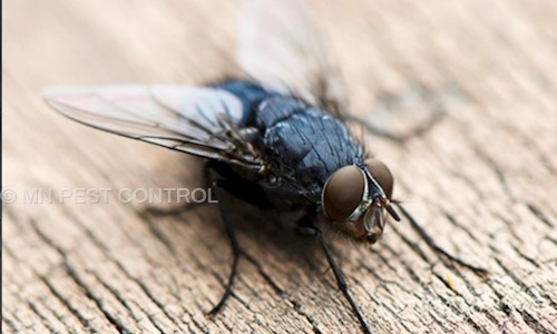 MN Pest Control - Pest Control in Amberpet, Hyderabad