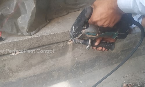 Perfect Pest Control - Pest Control in Ganganagar, North 24 Parganas