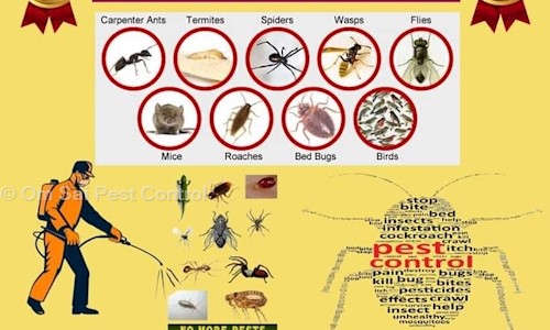 Om Sai Pest Control - Pest Control in Vishrantwadi, Pune