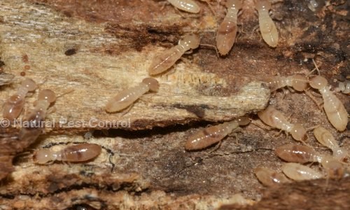 Natural Pest Control - Pest Control in Garia, Kolkata