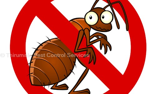 Thirumala Pest Control Services - Pest Control in Sainikpuri, Hyderabad