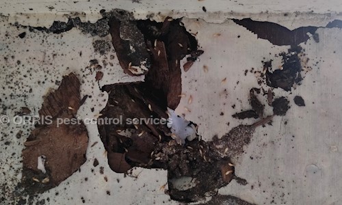 Pravin Sakharam Rathod - Pest Control in Amberpet, Hyderabad