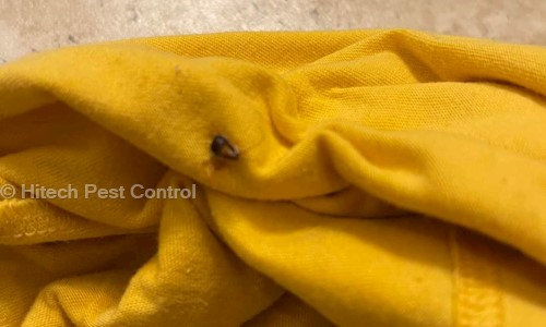Hitech Pest Control - Pest Control in Katraj, Pune