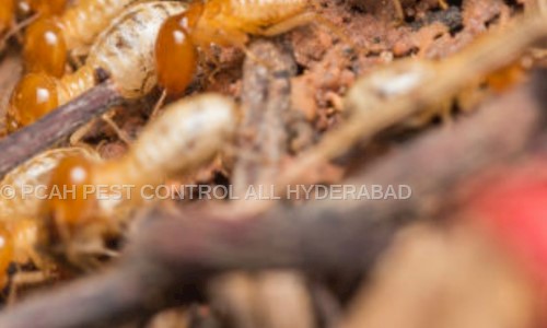 Pcah Pest Control All Hyderabad - Pest Control in Karkhana, Hyderabad