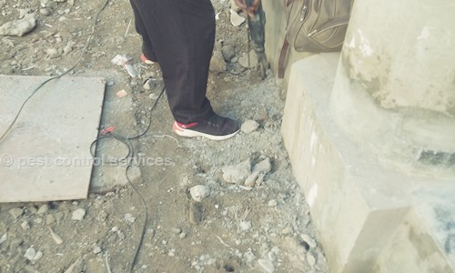 pest control services - Pest Control in Zirakpur, Chandigarh