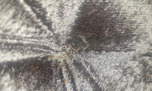 Bengal Pest Control Service - Pest Control in Ultadanga, Kolkata