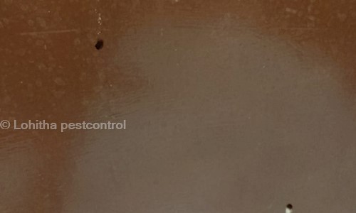 Lohitha pestcontrol - Pest Control in Bandlaguda Jagir, Hyderabad