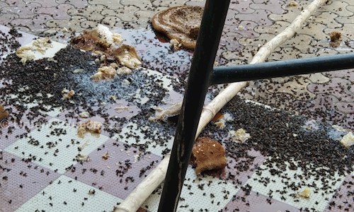 Urban Solutions - Pest Control in Varanasi City, Varanasi