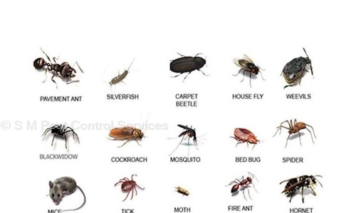 S M Pest Control Services - Pest Control in East of Kailash, Delhi